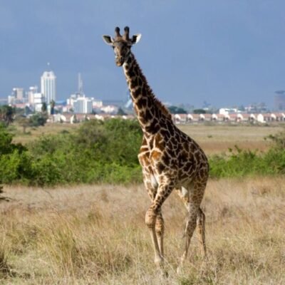 nairobi national park 3