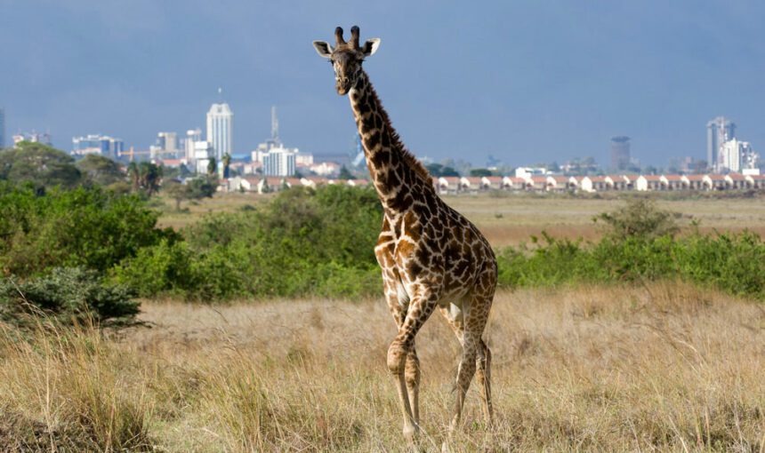 Urban Safari: 10 Fascinating Insights into Nairobi National Park. 8 Urban Safari: 10 Fascinating Insights into Nairobi National Park.
