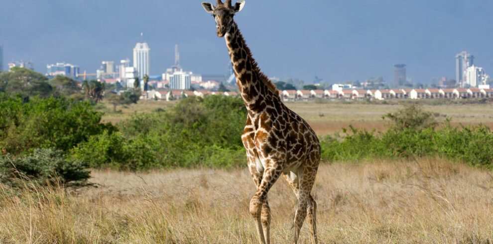 nairobi national park 3