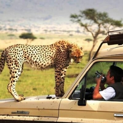 Safari tours Kenya