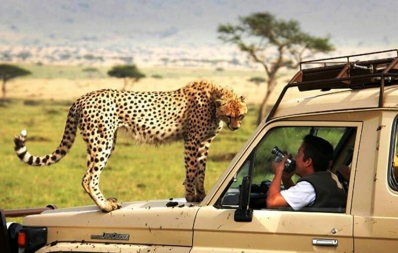 Choosing the Perfect Safari: Budget, Mid-Range, or Luxury in Kenya? 7 Choosing the Perfect Safari: Budget, Mid-Range, or Luxury in Kenya?
