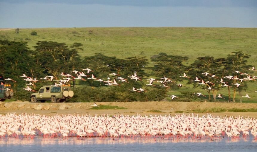 The Great Rift Valley; A Bird Watchers Paradise 7 The Great Rift Valley; A Bird Watchers ParadiseÂ
