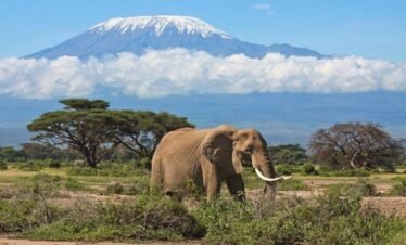 Large African elephant roaming Amboseli National Park with Mount Kilimanjaro backdrop