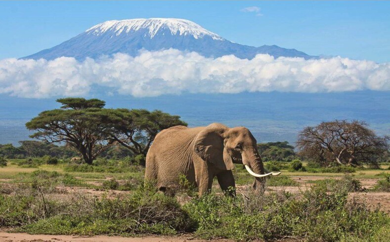 Amboseli Park: 10 Fascinating Insights into Kenya's Wildlife Haven 10 Amboseli Park: 10 Fascinating Insights into Kenya’s Wildlife Haven