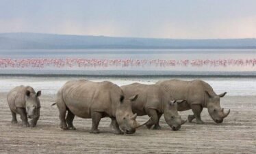 Hippos wallowing in Lake Nakuru Kenya wildlife safari