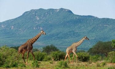 Tall giraffe grazing in Tsavo National Park Kenya safari landscape