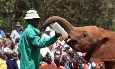 Elephant orphanage2 Kenya