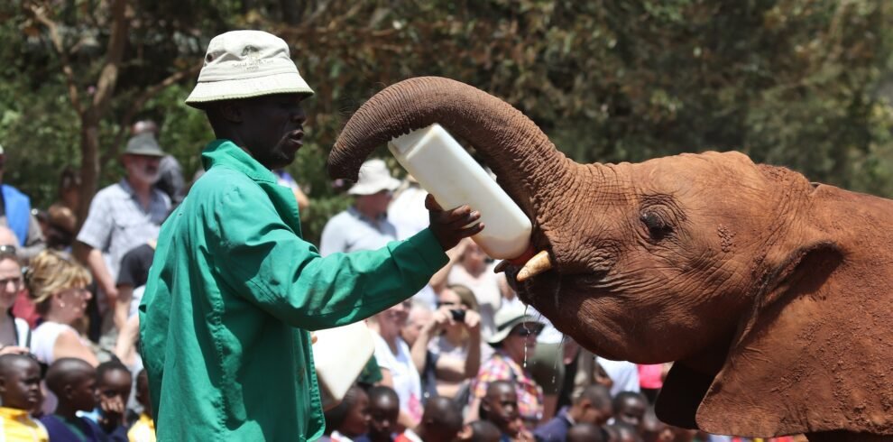 elephant orphanage2
