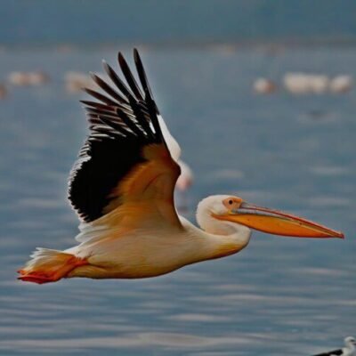 Lake nakuru Kenya