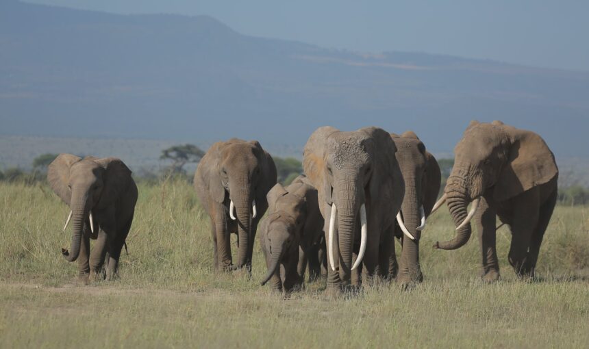 Amboseli Game Drive: What to Expect. 6 Amboseli Game Drive: What to Expect.