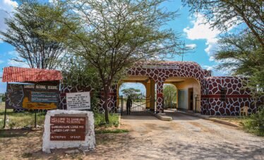 Wild African elephant roaming the vast Kenya savanna at golden sunset