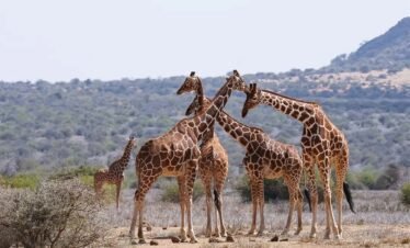 RemasterDirector 18da6b0cf Kenya