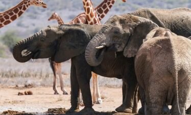 RemasterDirector 18da6b0cf Kenya