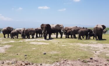 20210303 114007 Kenya