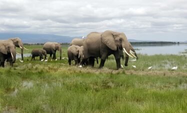 RemasterDirector 18da6b0cf Kenya