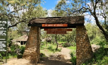 Wild African elephant roaming the vast golden savanna plains of Kenya