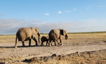 20230611 074437 Kenya