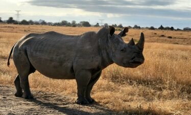 Wild African safari landscape at sunset in Kenya's vast savanna