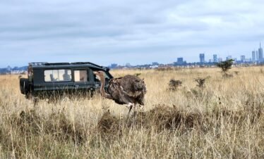 RemasterDirector 1a5c03258 Kenya