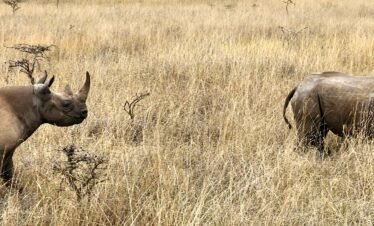 Wild African savanna landscape at golden sunset during Kenya safari tour
