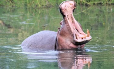 Glowing campfire under starry night sky at Kenya safari camp