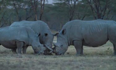 Wild elephants roaming the vast savanna plains of Kenya safari