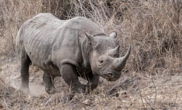 Wild elephants roaming vast savannah plains on a Kenya safari tour