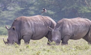 Wild African elephant roaming the vast Kenya safari savanna landscape