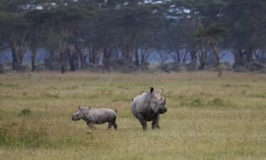Wild zebras grazing on golden savannah plains during Kenya safari