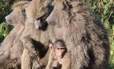 Wild elephants roaming the vast savanna plains of Kenya during safari