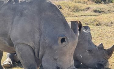 IMG 20201215 WA0007 Kenya