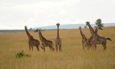 Wild elephants roaming the vast golden savanna plains of Kenya safari
