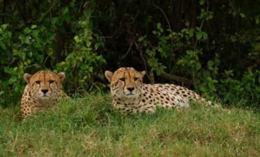 Wild elephants roaming the vast savannah plains during Kenya safari
