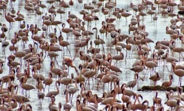 IMG 20220608 WA0015 Kenya