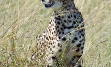 Wild elephants roaming the vast golden savanna plains of Kenya safari