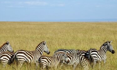 Wild elephants roaming the vast savanna plains of Kenya safari