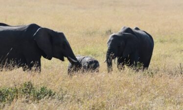 IMG 20220808 WA0033 Kenya