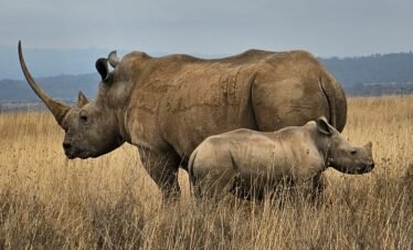 RemasterDirector 1a5c03258 Kenya