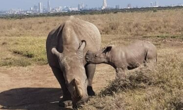 IMG 20201221 183345 643 Kenya