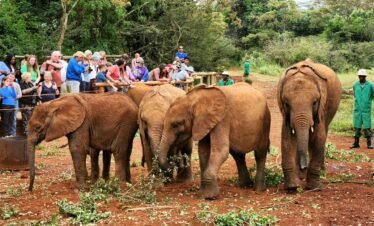 RemasterDirector 18da6b0cf Kenya