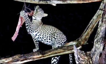 RemasterDirector 1a5c03258 Kenya