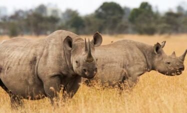 Black 2 olpejeta1 Kenya