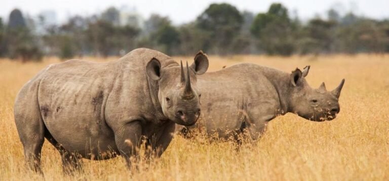 Blog 9 black 2 olpejeta1