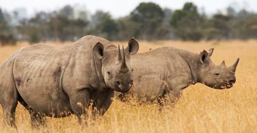 Ol Pejeta Conservancy: What to Expect