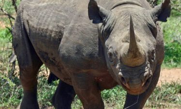Black rhino grazing in Kenya's savanna during a wildlife safari tour
