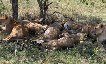 RemasterDirector 1a5c03258 Kenya