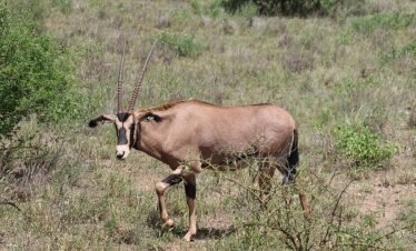 RemasterDirector 18da6b0cf Kenya