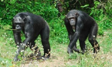 Wild chimpanzee resting in lush forest during Kenya safari tour
