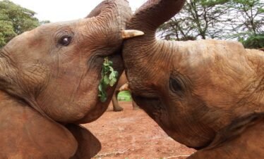 Elephant orphanage2 Kenya