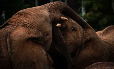 Elephant orphanage3 Kenya